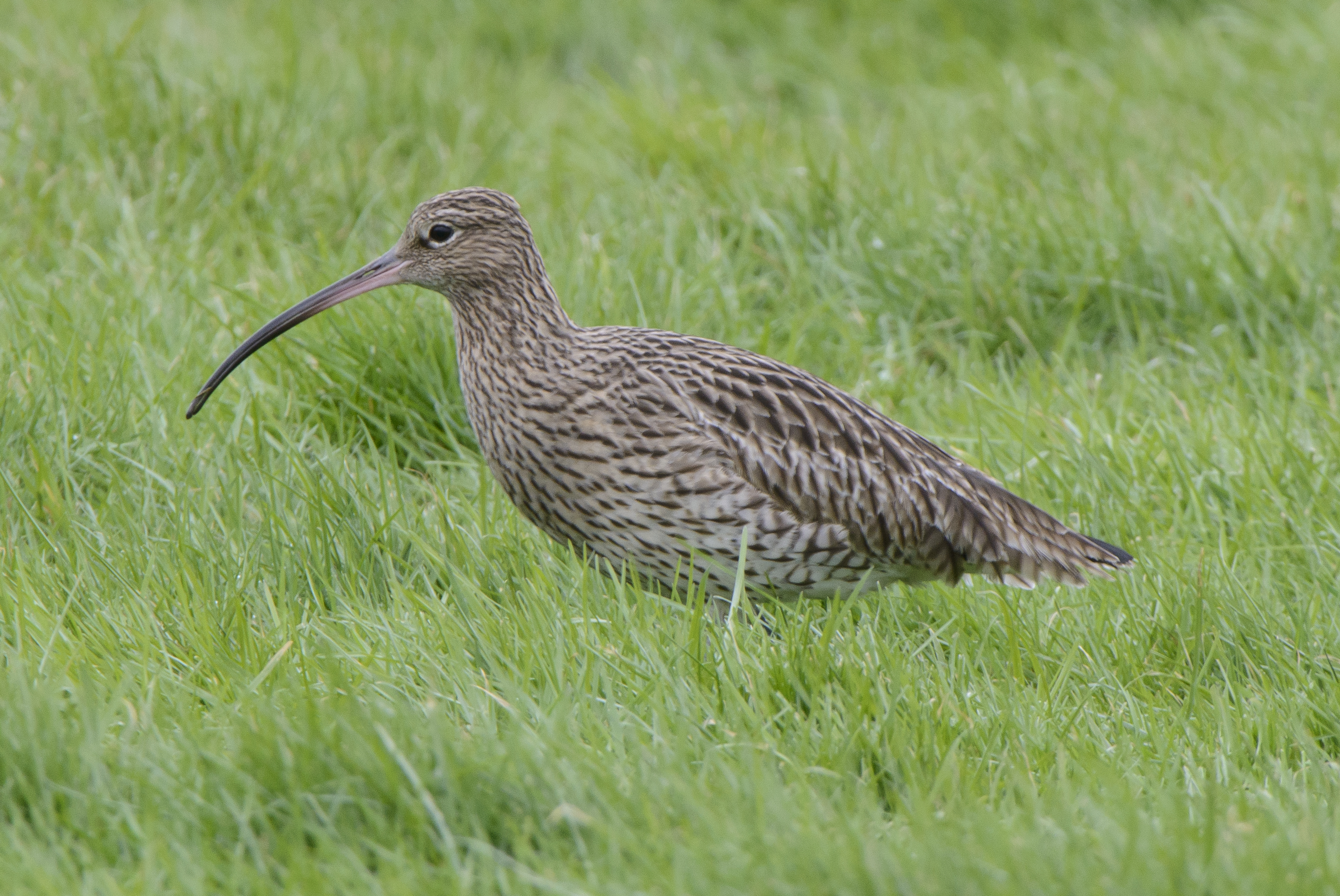 Exciting PhD Opportunity in adaptive predator management with UCD and ATU 